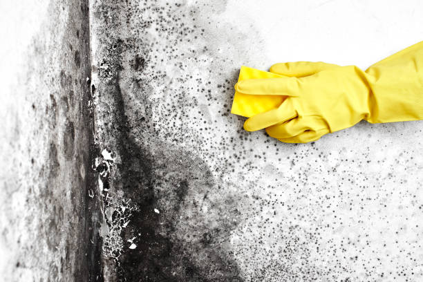 Best Same-Day Mold Removal  in Sugar Land, TX