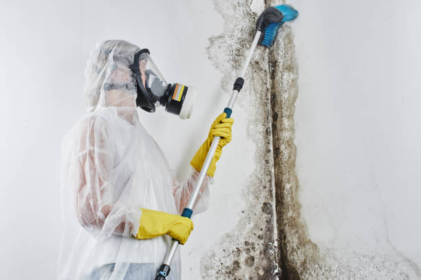 Mold Removal and Inspection in Sugar Land, TX