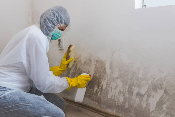 Best Attic Mold Removal  in Sugar Land, TX