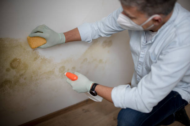 Reliable Sugar Land, TX Mold Removal Solutions